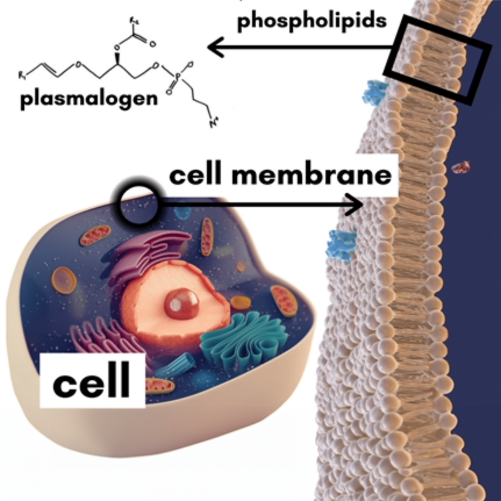 Cell, phospholipids, plasmalogen diagram