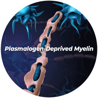 Plasmalogen-Deprived Myelin