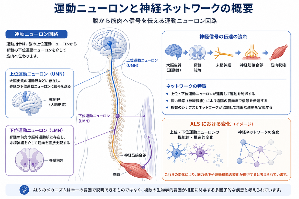 運動ニューロンと神経ネットワークの概要図
