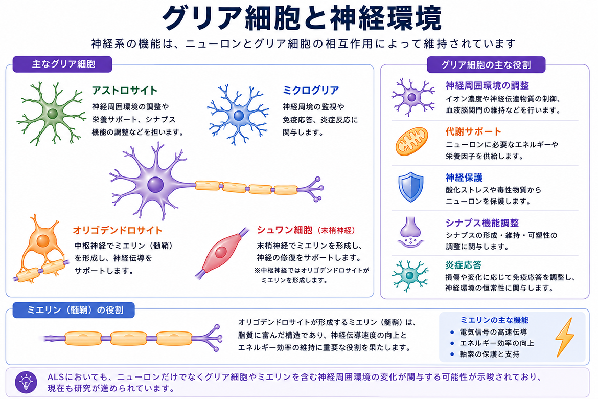 グリア細胞と神経環境図