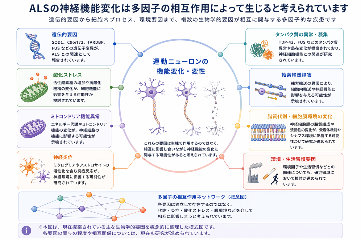 ALSの神経機能変化図