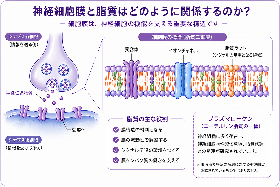 神経細胞膜と脂質はどのように関係するのかを表した画像