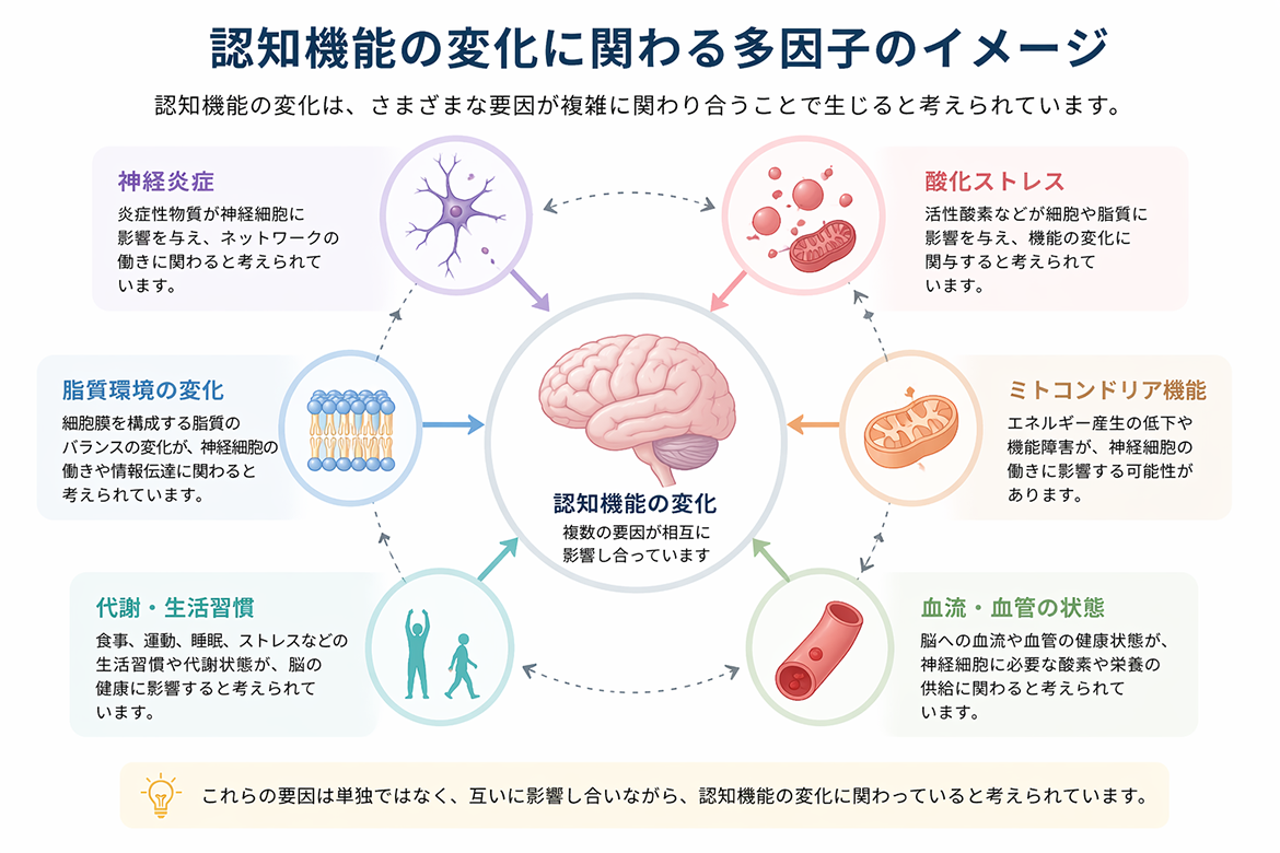 認知機能の変化に関わる多因子のイメージ画像
