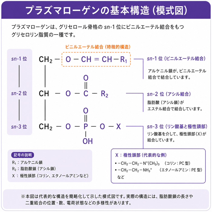 プラズマローゲンの基本構造の画像