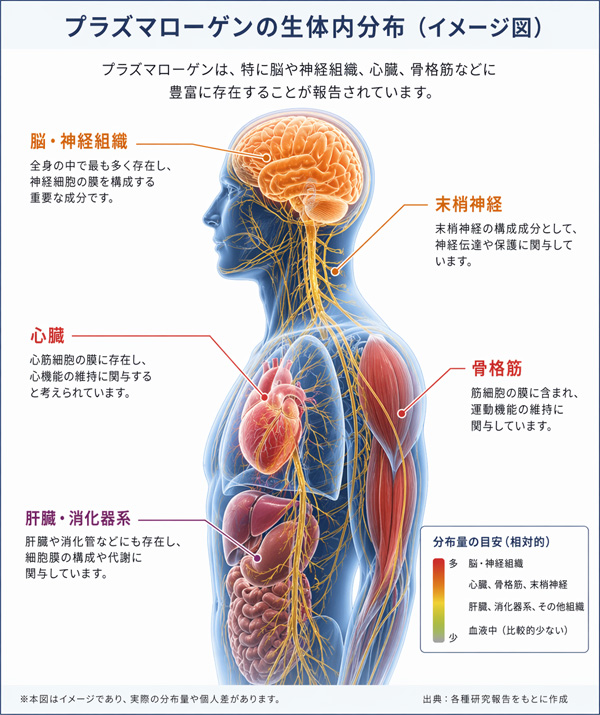 プラズマローゲンの生体内分布(イメージ図)