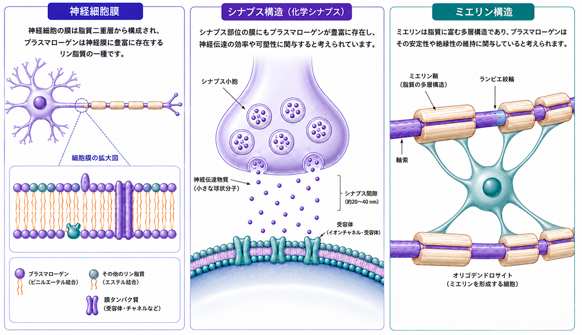 神経細胞膜、シナプス構造、ミエリン構造の比較図