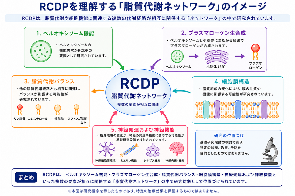 RCDPを理解する「脂質代謝ネットワーク」のイメージ図