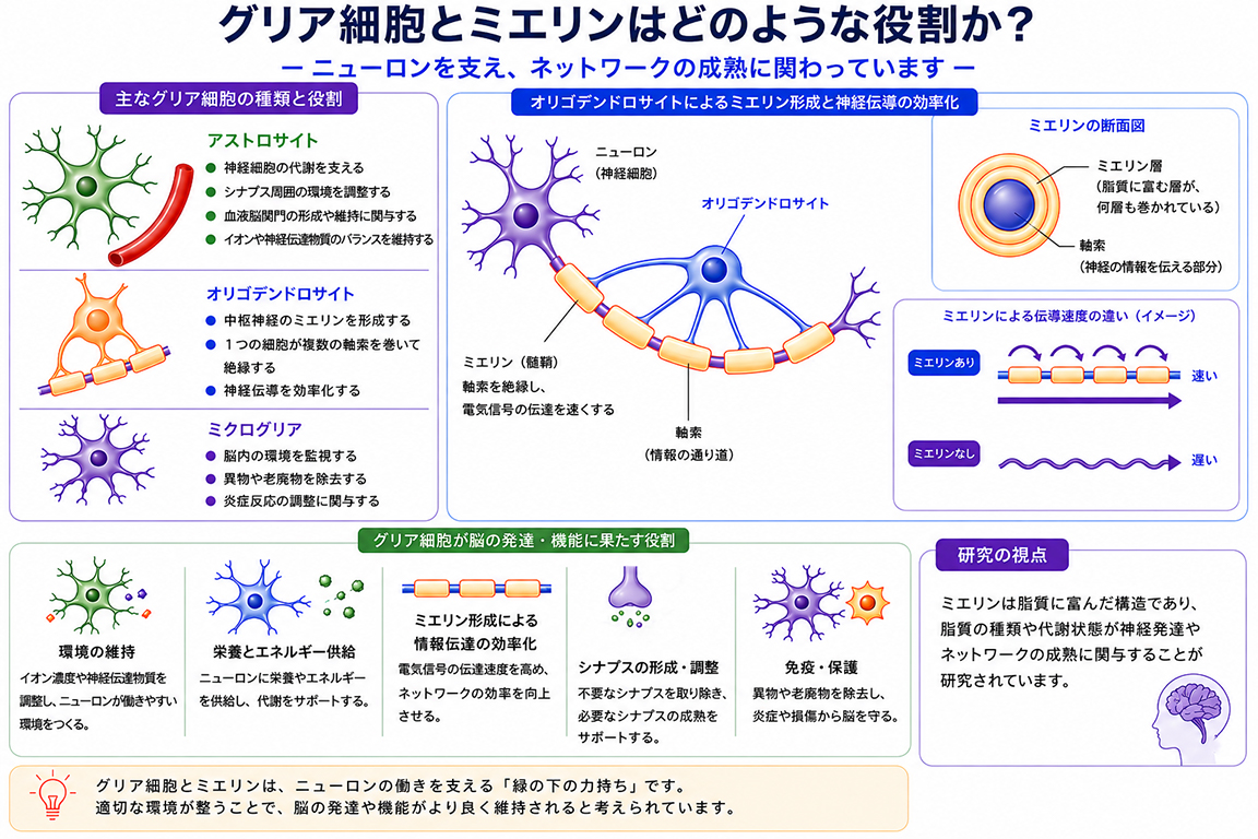 グリア細胞とミエリンはどのような役割かを説明する画像